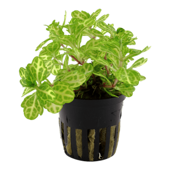 Hovedbilde Shinnersia rivularis 