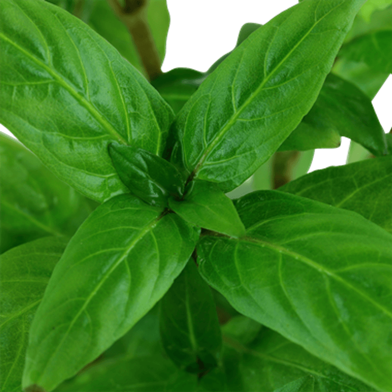 Staurogyne repens - Potte