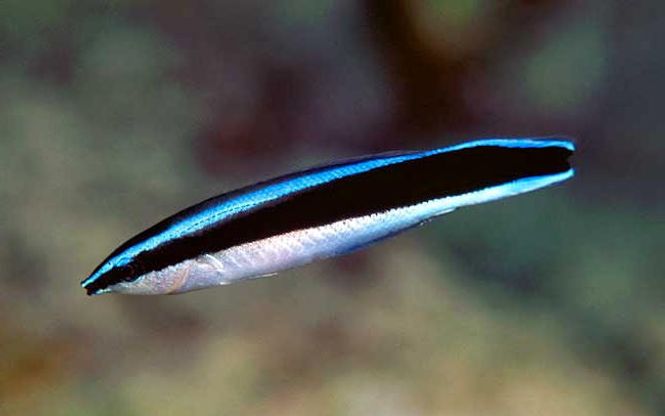 Hovedbilde Pussefisk Labroides dimidiatus Large