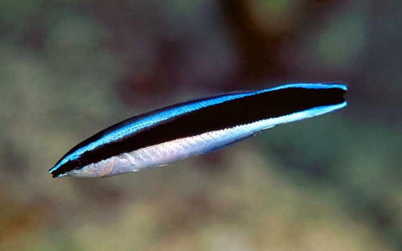 Pussefisk Labroides dimidiatus Large