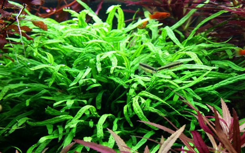 Microsorum pteropus 