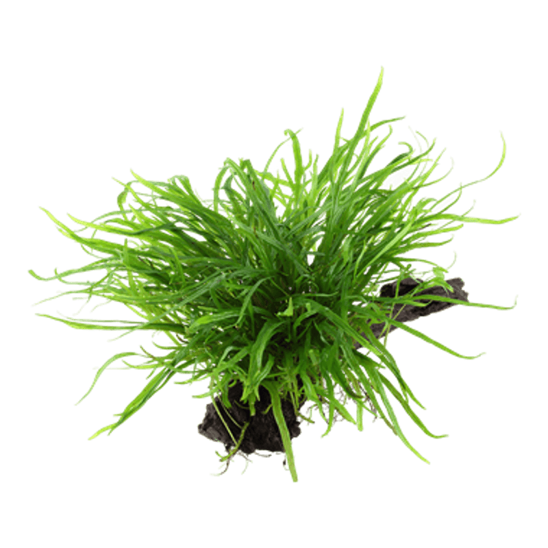 Microsorum pteropus 