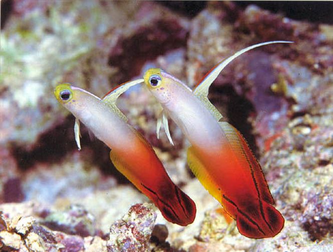 Hovedbilde Magnifica Firefish Nemateleotris magnifica