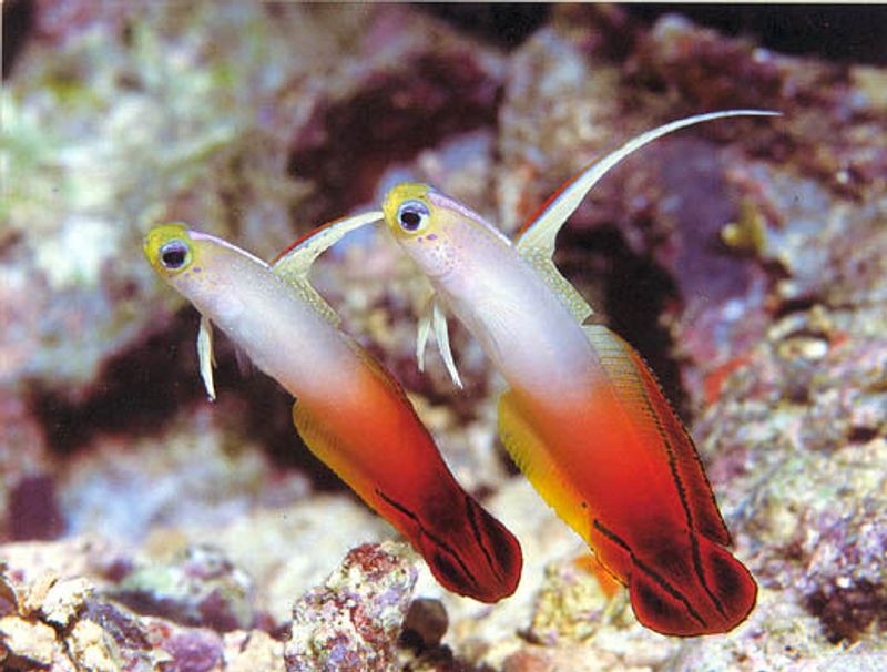 Magnifica Firefish Nemateleotris magnifica