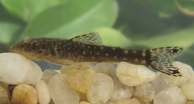 Hovedbilde Parotocinclus spilosa 3-5cm VF