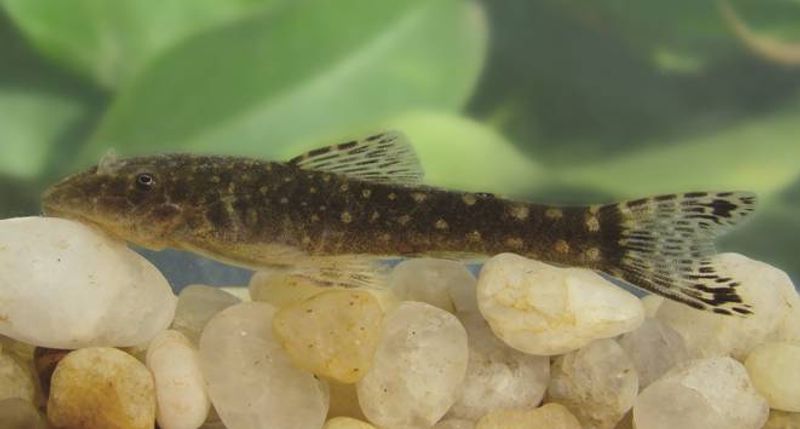 Parotocinclus spilosa 3-5cm VF