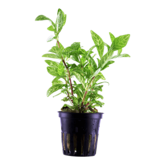 Hovedbilde Hygrophila polysperma - Potte