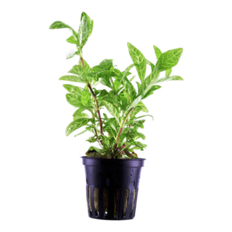 Hygrophila polysperma - Potte