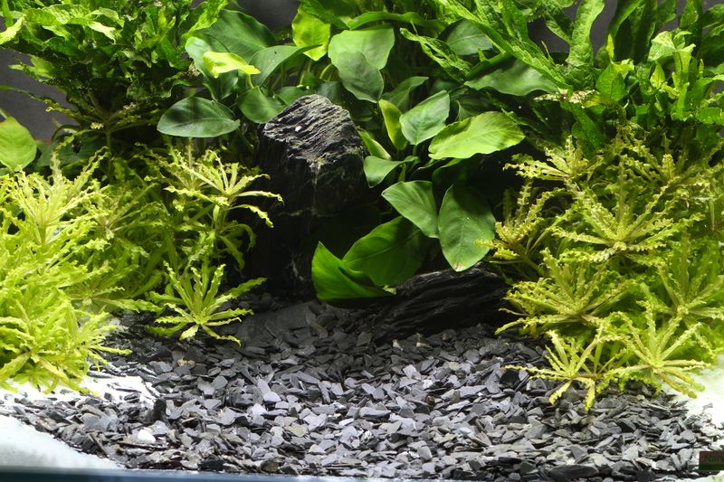 Dennerle  Plantahunter Baikal/ Kongo 3 - 8 mm 5kg 