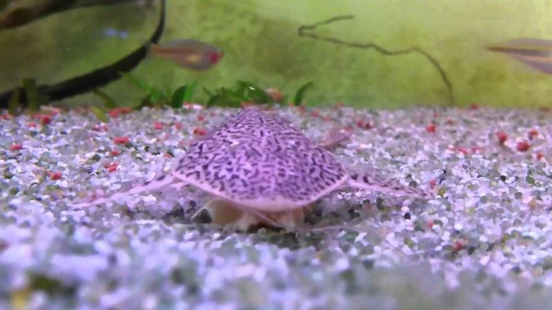 Pseudohemiodon lamina  VF 9-14cm