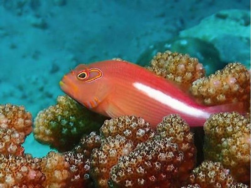 Paracirrhites arcatus Arceye Hawkfish 