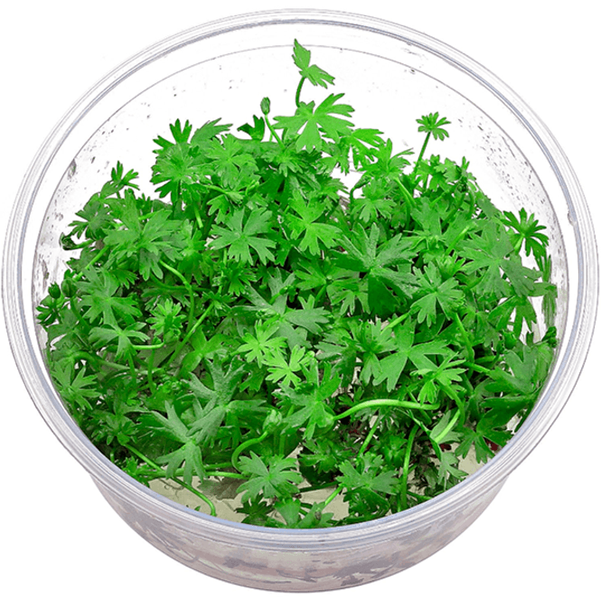 Hovedbilde Ranunculus papulentus Epaqvitro