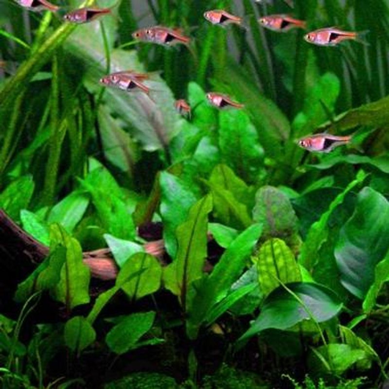 Cryptocoryne wendtii 