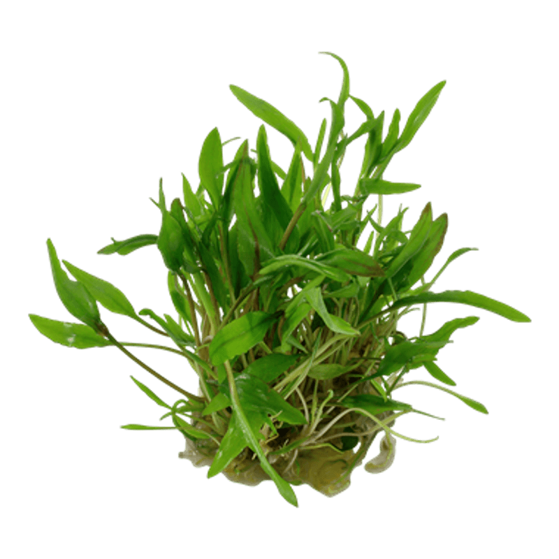 Cryptocoryne wendtii 