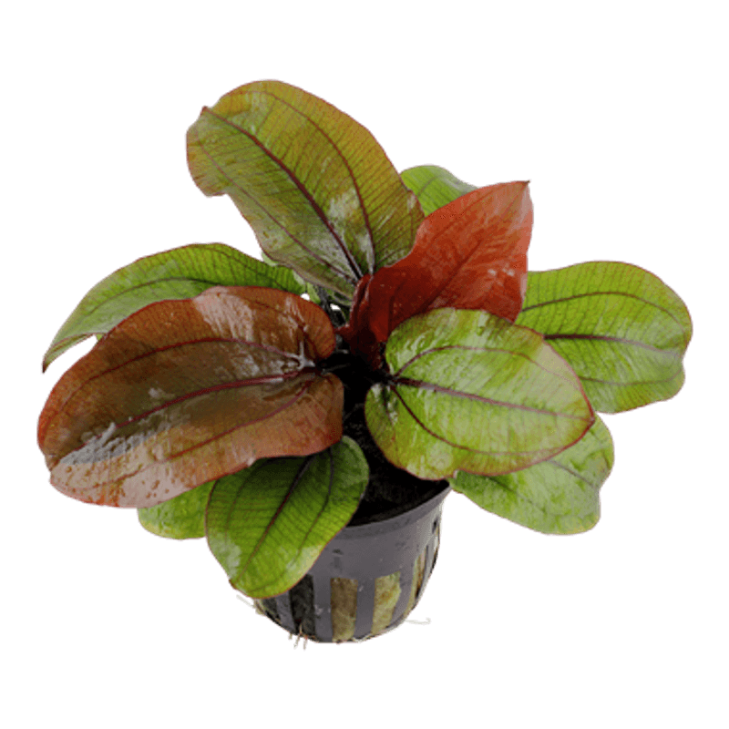 Echinodorus 