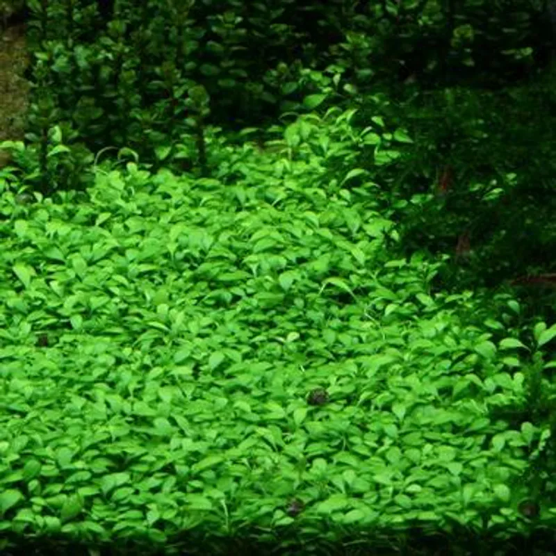 Glossostigma elatinoides -potte