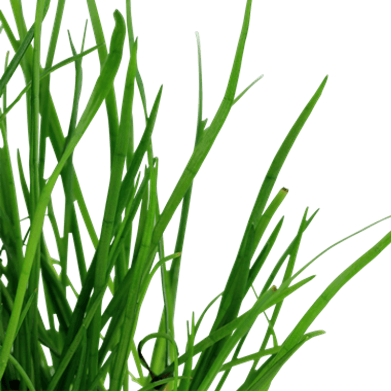 Lilaeopsis mauritiana - Potte