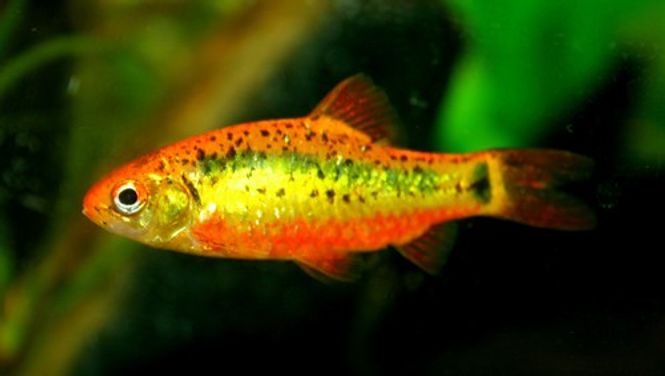 Hovedbilde Gull Barbe 