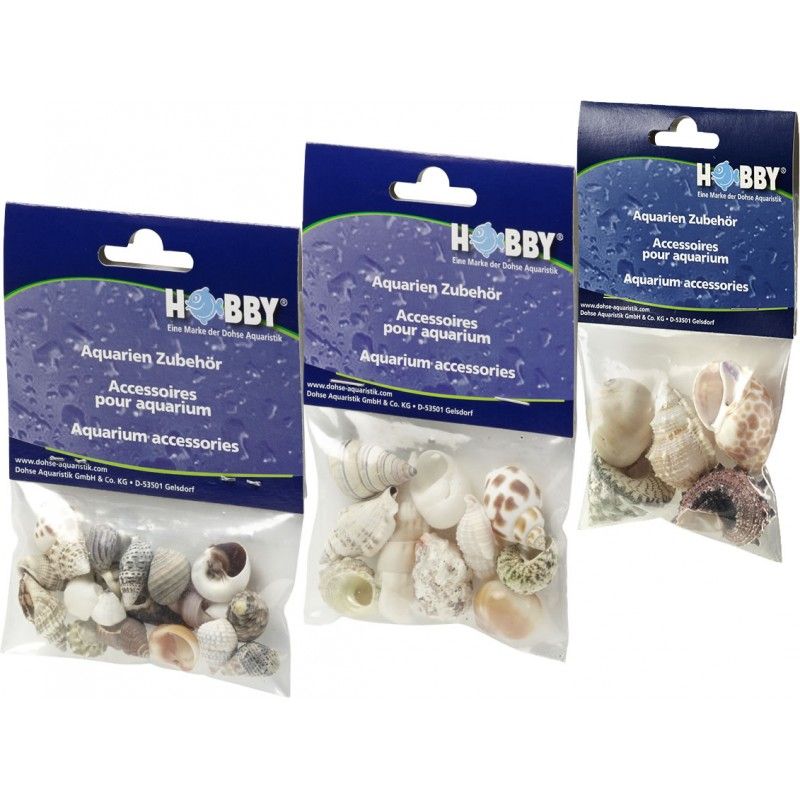 Hobby  Seashell Set Small 20pk