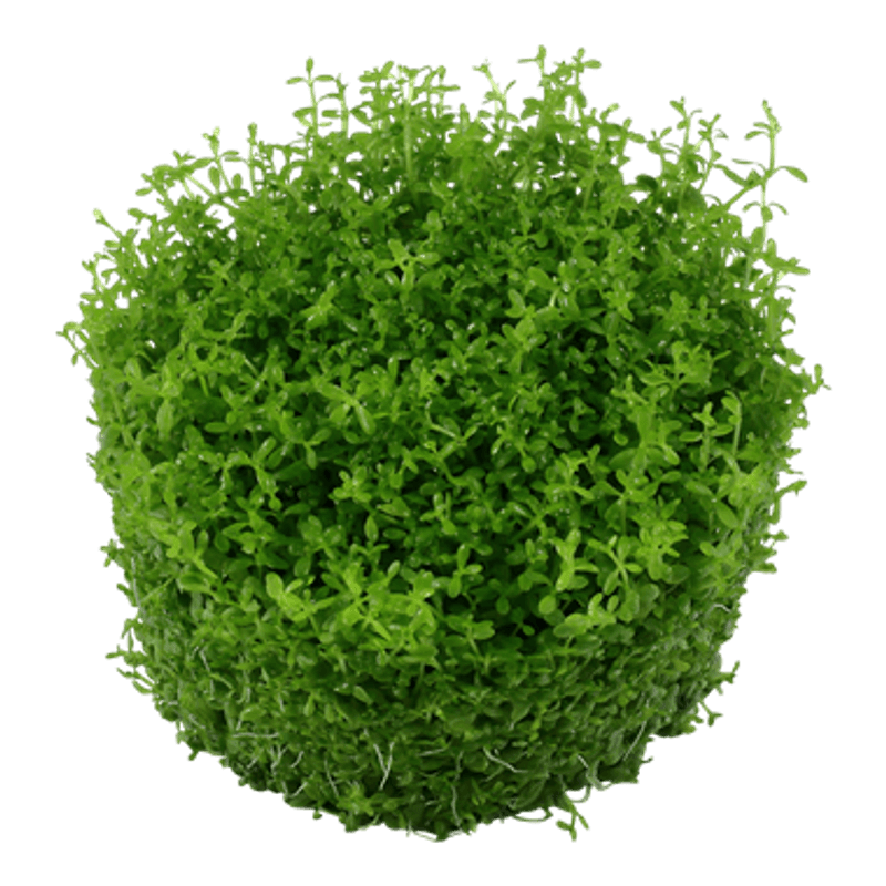 Hemianthus callitrichoides 