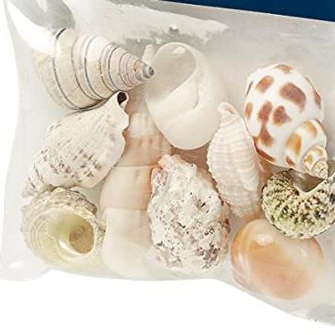 Hovedbilde Hobby  Seashell Set Medium 10 pk