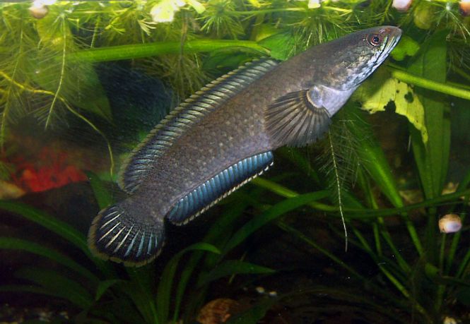 Hovedbilde Channa Gachua 