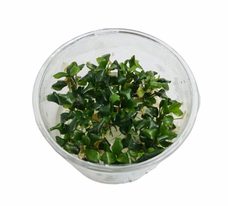  Bucephalandra sp. Brownie Invitro Akvarieplante