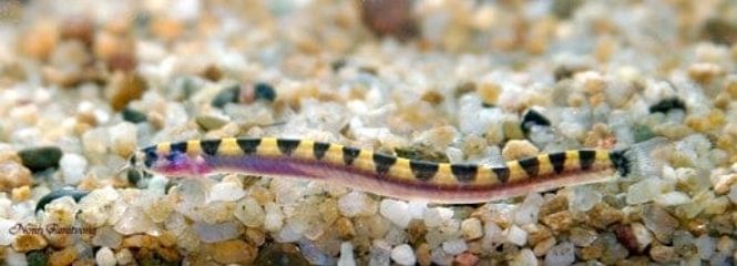 Hovedbilde Pangio cuneovirgata VF Dverg Khuliål