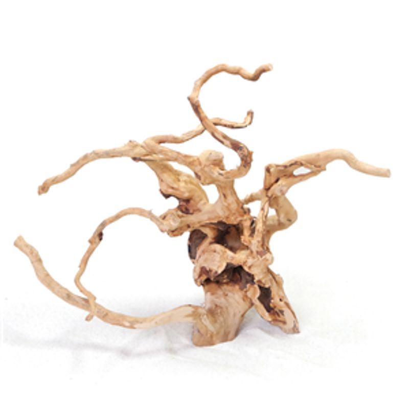 Polished root  20 - 30Cm 