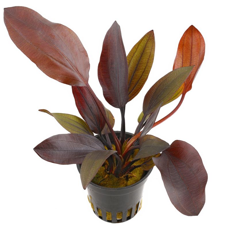 Echinodorus aflame