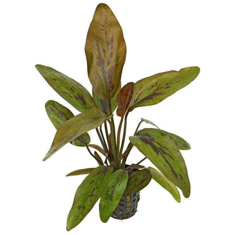 Echinodorus atlandsberg
