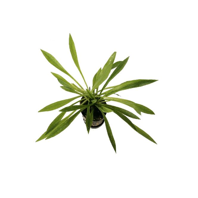 Hovedbilde Echinodorus latifolius ``Xingu``