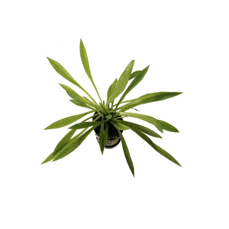 Echinodorus latifolius ``Xingu``