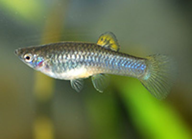 Poecilia Caucana VF