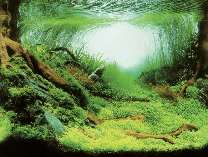 Hovedbilde Bakgrunn100x50cm PLANTS/OCEAN