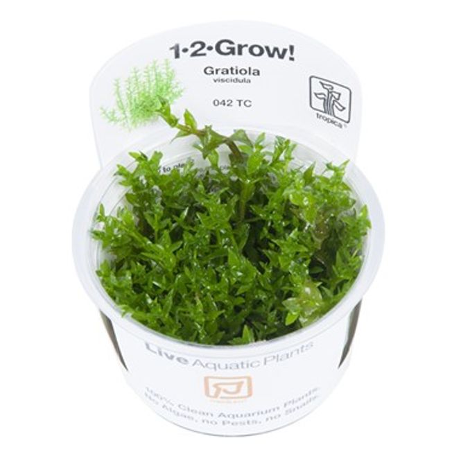 Hovedbilde Gratiola viscidula - 1-2 Grow!