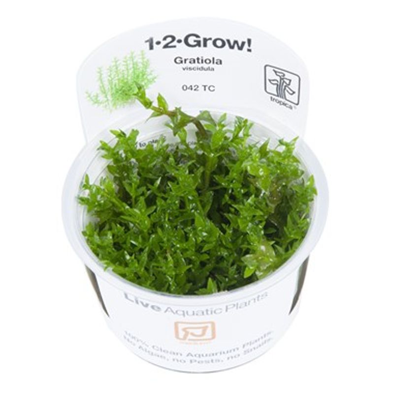 Gratiola viscidula - 1-2 Grow!