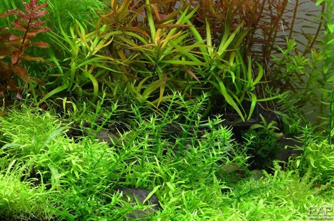 Hovedbilde Gratiola viscidula Invitro 