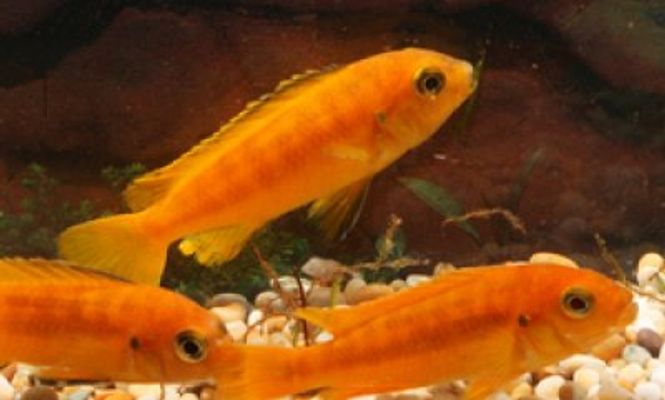 Hovedbilde Pseudotropheus saulosi 6-8cm