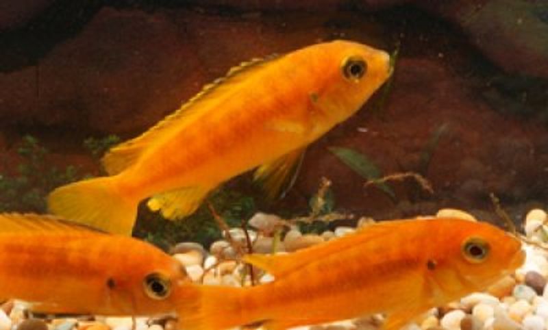 Pseudotropheus saulosi 6-8cm