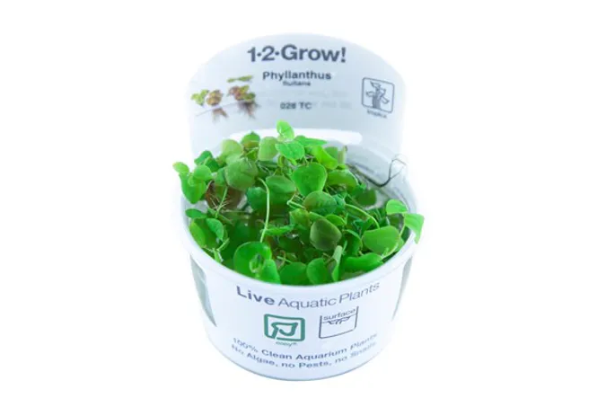 Hovedbilde Phyllanthus fluitans - 1-2 Grow! (flyteplante)