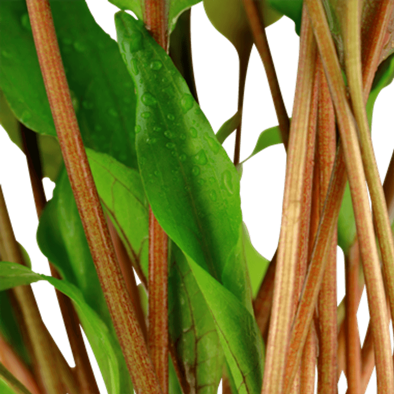 Cryptocoryne undulata 