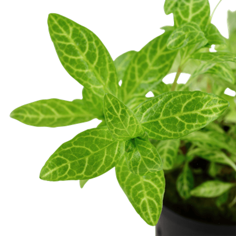 Hygrophila Polysperma Rosanervig