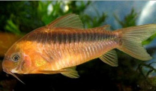 Hovedbilde Corydoras Rabauti