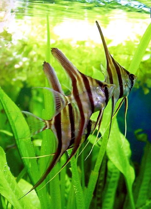 Hovedbilde Pterophyllum Altum F1 5-7cm