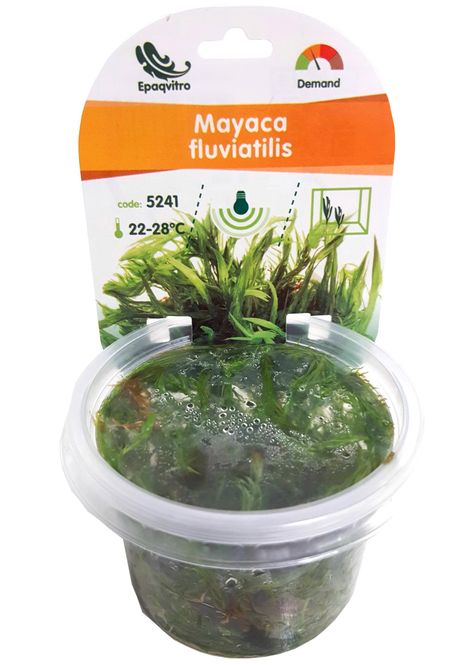 Hovedbilde Mayaca fluviatilis invtro