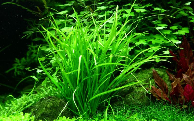 Helanthium tenellum 'Green' 1-2 Grow