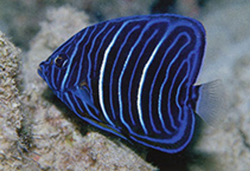 Pomacanthus annularis (Juvenile)