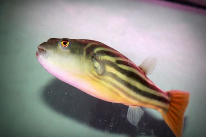 Hovedbilde Fahaka  Kulefisk Tetraodon lineatus