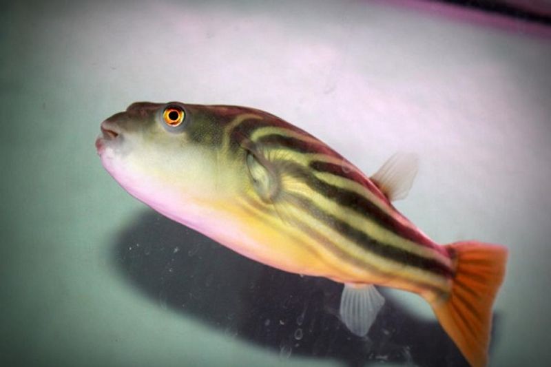 Fahaka  Kulefisk Tetraodon lineatus